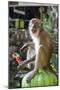 Long-Tailed Macaque with Candy Bar at Batu Caves, Kuala Lumpur, Malaysia-Paul Souders-Mounted Photographic Print
