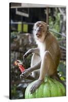 Long-Tailed Macaque with Candy Bar at Batu Caves, Kuala Lumpur, Malaysia-Paul Souders-Stretched Canvas