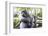 Long-Tailed Macaques in the Monkey Forest of Ubud, Bali - Indonesia-Dan Holz-Framed Photographic Print