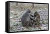 Long-Tailed Macaques (Macaca Fascicularis)Grooming Near Angkor Thom, Siem Reap, Cambodia, Indochina-Michael Nolan-Framed Stretched Canvas