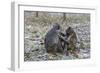 Long-Tailed Macaques (Macaca Fascicularis)Grooming Near Angkor Thom, Siem Reap, Cambodia, Indochina-Michael Nolan-Framed Photographic Print