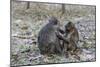 Long-Tailed Macaques (Macaca Fascicularis)Grooming Near Angkor Thom, Siem Reap, Cambodia, Indochina-Michael Nolan-Mounted Photographic Print