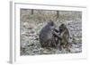 Long-Tailed Macaques (Macaca Fascicularis)Grooming Near Angkor Thom, Siem Reap, Cambodia, Indochina-Michael Nolan-Framed Photographic Print