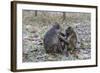 Long-Tailed Macaques (Macaca Fascicularis)Grooming Near Angkor Thom, Siem Reap, Cambodia, Indochina-Michael Nolan-Framed Photographic Print