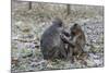 Long-Tailed Macaques (Macaca Fascicularis)Grooming Near Angkor Thom, Siem Reap, Cambodia, Indochina-Michael Nolan-Mounted Photographic Print