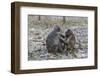 Long-Tailed Macaques (Macaca Fascicularis)Grooming Near Angkor Thom, Siem Reap, Cambodia, Indochina-Michael Nolan-Framed Photographic Print