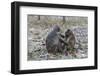 Long-Tailed Macaques (Macaca Fascicularis)Grooming Near Angkor Thom, Siem Reap, Cambodia, Indochina-Michael Nolan-Framed Photographic Print