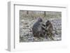 Long-Tailed Macaques (Macaca Fascicularis)Grooming Near Angkor Thom, Siem Reap, Cambodia, Indochina-Michael Nolan-Framed Photographic Print