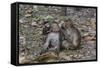 Long-Tailed Macaques (Macaca Fascicularis) Grooming Near Angkor Thom, Siem Reap, Cambodia-Michael Nolan-Framed Stretched Canvas