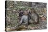 Long-Tailed Macaques (Macaca Fascicularis) Grooming Near Angkor Thom, Siem Reap, Cambodia-Michael Nolan-Stretched Canvas