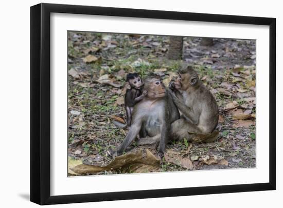 Long-Tailed Macaques (Macaca Fascicularis) Grooming Near Angkor Thom, Siem Reap, Cambodia-Michael Nolan-Framed Photographic Print