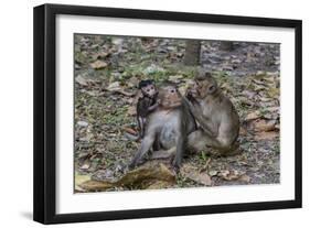 Long-Tailed Macaques (Macaca Fascicularis) Grooming Near Angkor Thom, Siem Reap, Cambodia-Michael Nolan-Framed Photographic Print