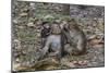 Long-Tailed Macaques (Macaca Fascicularis) Grooming Near Angkor Thom, Siem Reap, Cambodia-Michael Nolan-Mounted Photographic Print