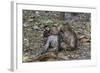 Long-Tailed Macaques (Macaca Fascicularis) Grooming Near Angkor Thom, Siem Reap, Cambodia-Michael Nolan-Framed Photographic Print