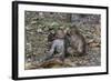 Long-Tailed Macaques (Macaca Fascicularis) Grooming Near Angkor Thom, Siem Reap, Cambodia-Michael Nolan-Framed Photographic Print