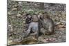 Long-Tailed Macaques (Macaca Fascicularis) Grooming Near Angkor Thom, Siem Reap, Cambodia-Michael Nolan-Mounted Photographic Print