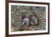 Long-Tailed Macaques (Macaca Fascicularis) Grooming Near Angkor Thom, Siem Reap, Cambodia-Michael Nolan-Framed Photographic Print