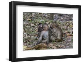 Long-Tailed Macaques (Macaca Fascicularis) Grooming Near Angkor Thom, Siem Reap, Cambodia-Michael Nolan-Framed Photographic Print