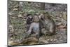 Long-Tailed Macaques (Macaca Fascicularis) Grooming Near Angkor Thom, Siem Reap, Cambodia-Michael Nolan-Mounted Photographic Print