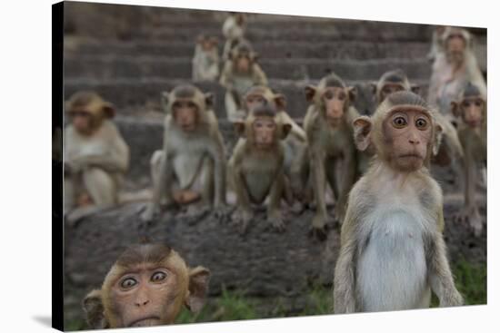 Long-Tailed Macaques (Macaca Fascicularis) Group of Juveniles on Steps at Monkey Temple-Mark Macewen-Stretched Canvas