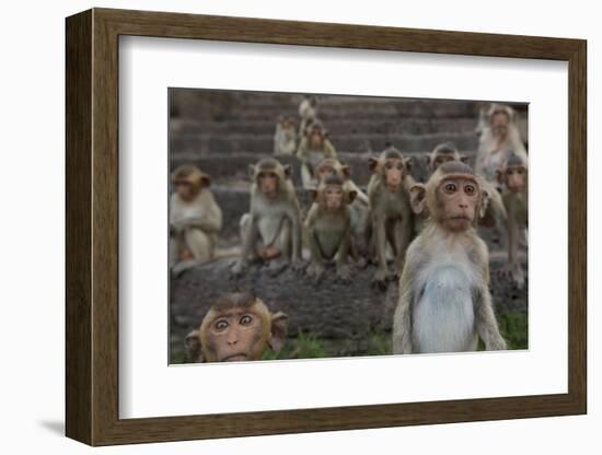 Long-Tailed Macaques (Macaca Fascicularis) Group of Juveniles on Steps at Monkey Temple-Mark Macewen-Framed Photographic Print