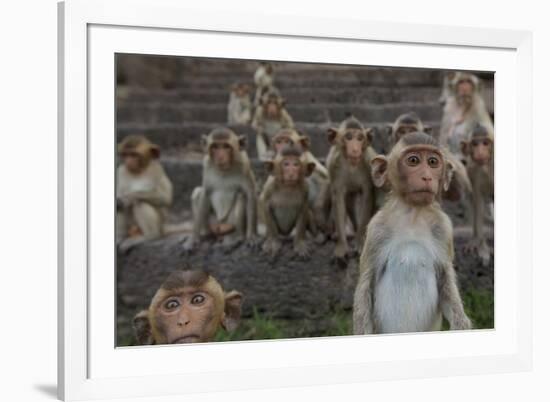 Long-Tailed Macaques (Macaca Fascicularis) Group of Juveniles on Steps at Monkey Temple-Mark Macewen-Framed Photographic Print