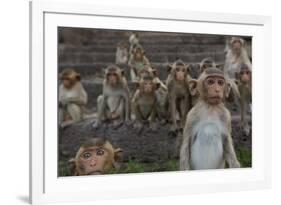 Long-Tailed Macaques (Macaca Fascicularis) Group of Juveniles on Steps at Monkey Temple-Mark Macewen-Framed Photographic Print