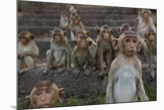 Long-Tailed Macaques (Macaca Fascicularis) Group of Juveniles on Steps at Monkey Temple-Mark Macewen-Mounted Photographic Print