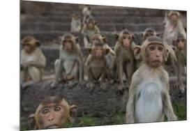 Long-Tailed Macaques (Macaca Fascicularis) Group of Juveniles on Steps at Monkey Temple-Mark Macewen-Mounted Photographic Print