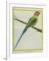 Long-Tailed Parakeet-Georges-Louis Buffon-Framed Giclee Print
