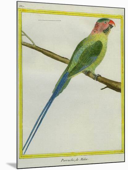 Long-Tailed Parakeet-Georges-Louis Buffon-Mounted Giclee Print