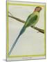 Long-Tailed Parakeet-Georges-Louis Buffon-Mounted Giclee Print