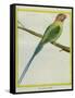Long-Tailed Parakeet-Georges-Louis Buffon-Framed Stretched Canvas