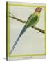 Long-Tailed Parakeet-Georges-Louis Buffon-Stretched Canvas