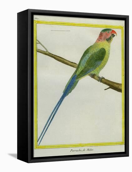 Long-Tailed Parakeet-Georges-Louis Buffon-Framed Stretched Canvas