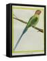 Long-Tailed Parakeet-Georges-Louis Buffon-Framed Stretched Canvas