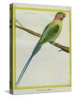 Long-Tailed Parakeet-Georges-Louis Buffon-Stretched Canvas