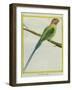 Long-Tailed Parakeet-Georges-Louis Buffon-Framed Giclee Print