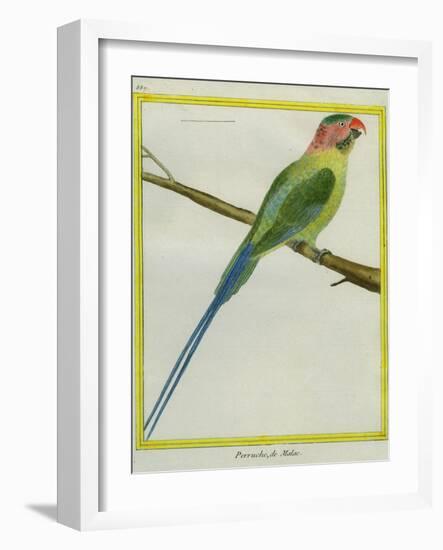 Long-Tailed Parakeet-Georges-Louis Buffon-Framed Giclee Print