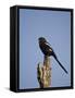 Long-Tailed Shrike (Magpie Shrike) (Corvinella Melanoleuca)-James Hager-Framed Stretched Canvas