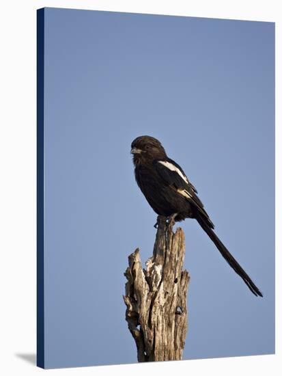 Long-Tailed Shrike (Magpie Shrike) (Corvinella Melanoleuca)-James Hager-Stretched Canvas