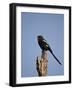 Long-Tailed Shrike (Magpie Shrike) (Corvinella Melanoleuca)-James Hager-Framed Photographic Print