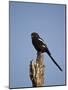 Long-Tailed Shrike (Magpie Shrike) (Corvinella Melanoleuca)-James Hager-Mounted Photographic Print