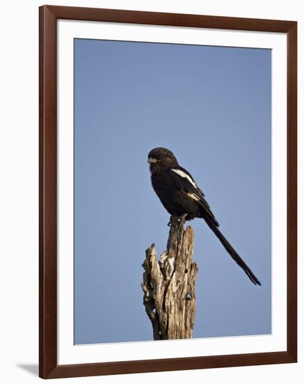 Long-Tailed Shrike (Magpie Shrike) (Corvinella Melanoleuca)-James Hager-Framed Photographic Print