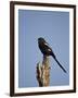 Long-Tailed Shrike (Magpie Shrike) (Corvinella Melanoleuca)-James Hager-Framed Photographic Print