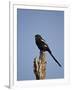 Long-Tailed Shrike (Magpie Shrike) (Corvinella Melanoleuca)-James Hager-Framed Photographic Print