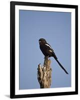 Long-Tailed Shrike (Magpie Shrike) (Corvinella Melanoleuca)-James Hager-Framed Photographic Print