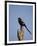 Long-Tailed Shrike (Magpie Shrike) (Corvinella Melanoleuca)-James Hager-Framed Photographic Print