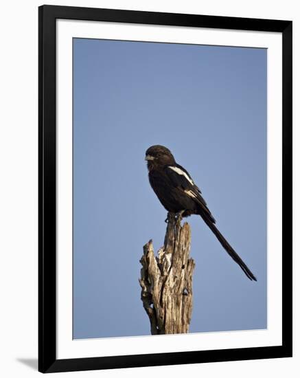 Long-Tailed Shrike (Magpie Shrike) (Corvinella Melanoleuca)-James Hager-Framed Photographic Print