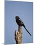 Long-Tailed Shrike (Magpie Shrike) (Corvinella Melanoleuca)-James Hager-Mounted Photographic Print